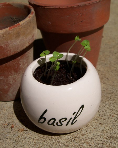 Baby Basil