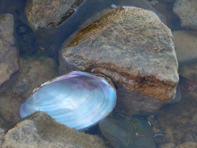 submerged-shell